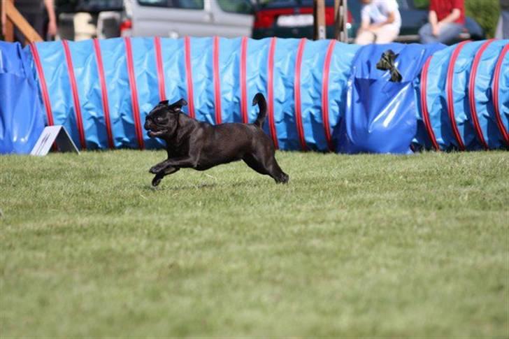 Griffon petit brabancon Molly - konkurrence 2010 billede 15