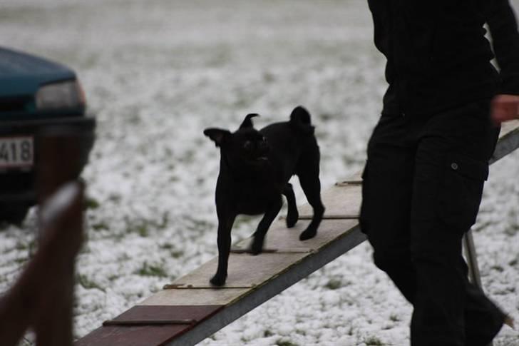 Griffon petit brabancon Molly - lokalkonkurrence efterår 2010 Fr.havn billede 16