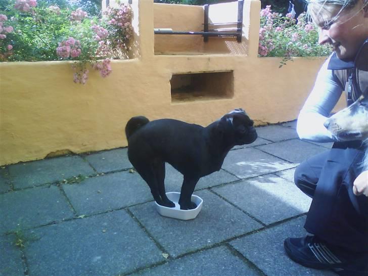 Griffon petit brabancon Molly - Et af Mollys skøre tricks:0)) billede 17