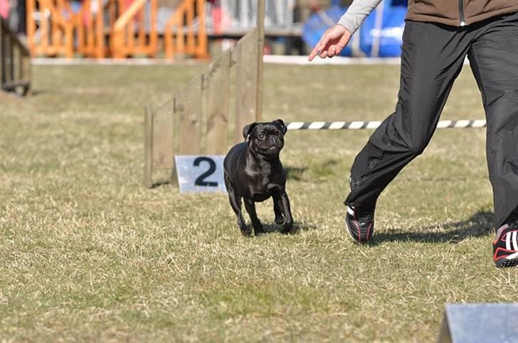 Griffon petit brabancon Molly - Komkurrence2010 billede 18