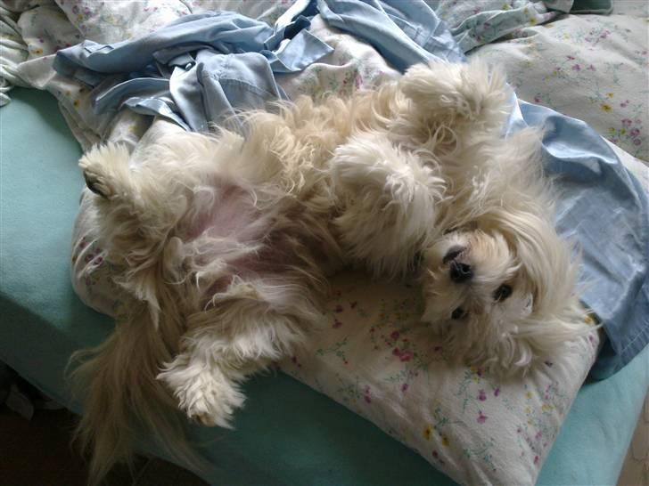 Coton de tulear Buller - *NYT* Feb 2011 billede 20