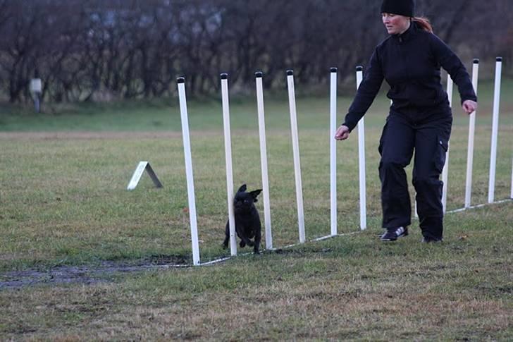Griffon petit brabancon Molly - Efterårskonkurrence 2010 dronninglund billede 19