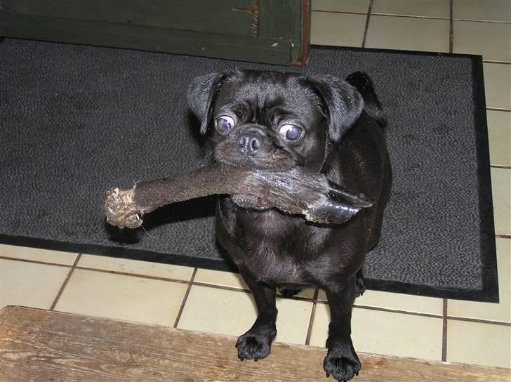 Griffon petit brabancon Molly - Se hvad jeg har fundet;0)) billede 20