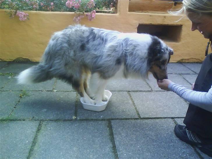 Shetland sheepdog Freddy - Freddy laver kunstner:0) billede 11