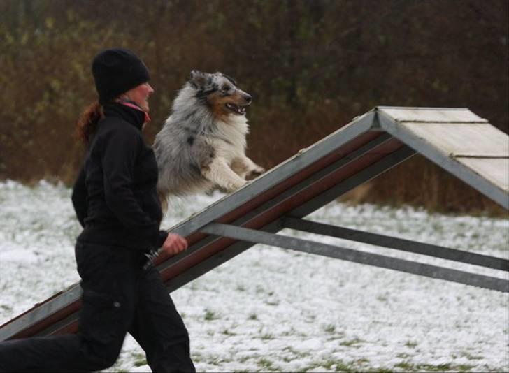 Shetland sheepdog Freddy - Agility efterår 2010 billede 12
