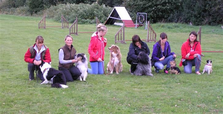Shetland sheepdog Freddy - Agility baby hold august 2010 billede 13