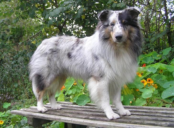 Shetland sheepdog Freddy - Smukke og dejlige Freddy 1 år:0) billede 15