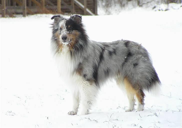 Shetland sheepdog Freddy - Sne hund 2011 billede 16