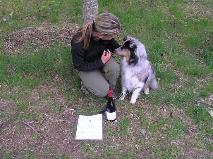 Shetland sheepdog Freddy - Hvalpetest maj 2010, 94 point ud af 100..:0) billede 17