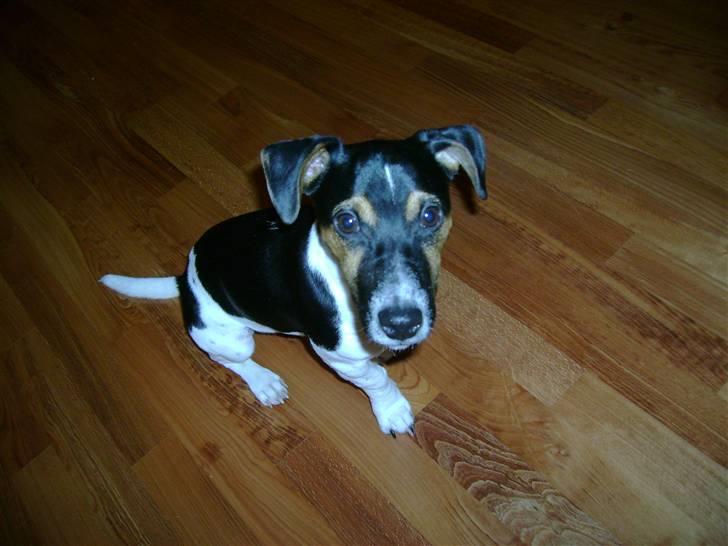 Jack russell terrier Charlie billede 2