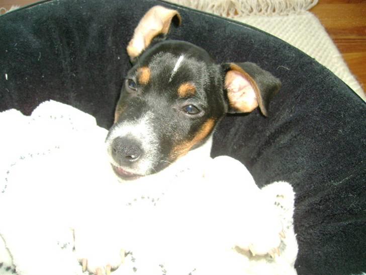 Jack russell terrier Charlie - Sovetid. billede 4