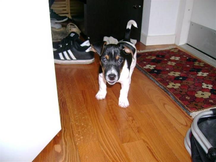 Jack russell terrier Charlie - Uskyld og sød efter ødelæggelse af sko. billede 5