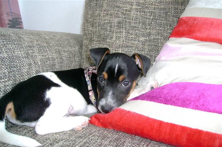Jack russell terrier Charlie billede 7
