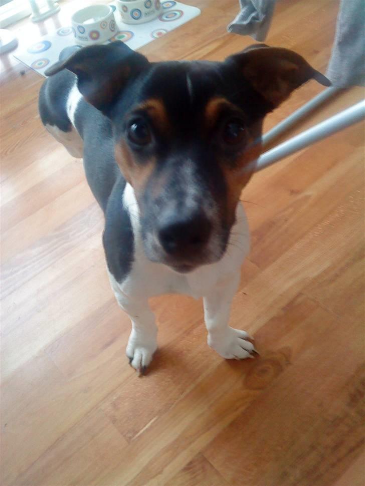 Jack russell terrier Charlie - Baaaaaah. billede 8