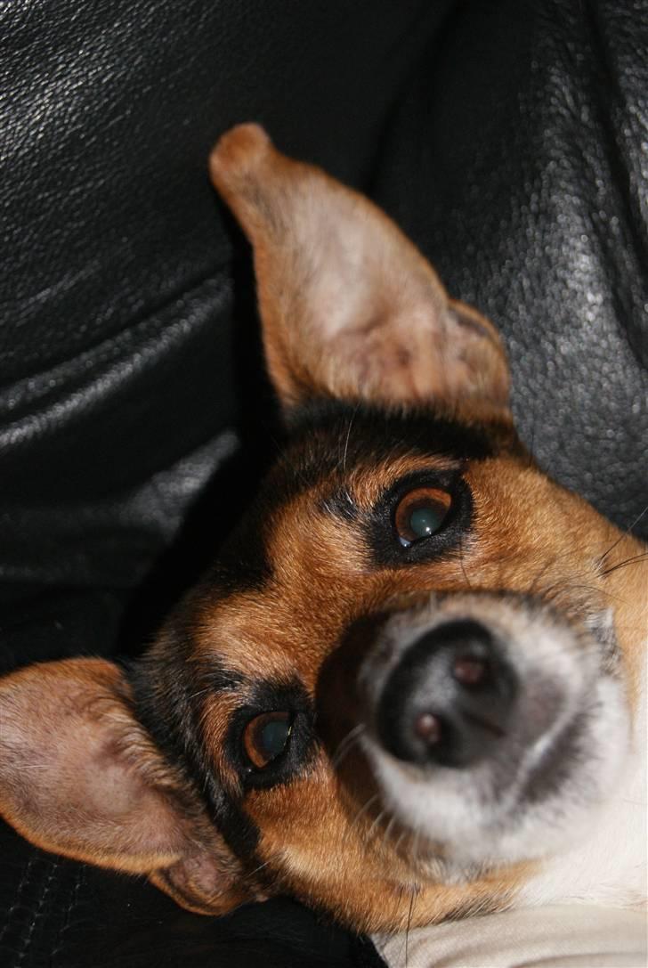 Dansk svensk gaardhund Nugga. - Velkommen til min hund´s profil. Nyd billederne. billede 1