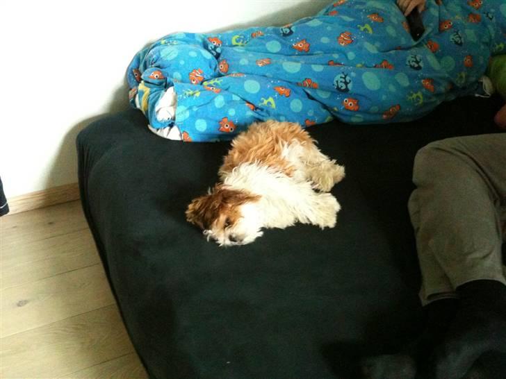 Shih tzu Gizmo billede 1