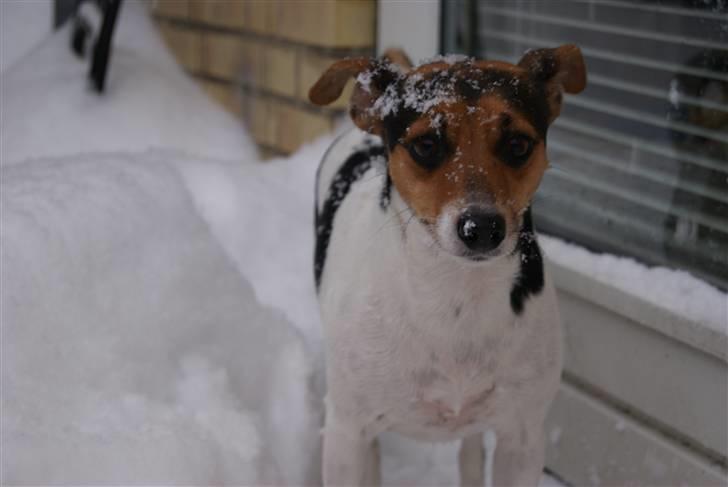 Dansk svensk gaardhund Nugga. billede 2