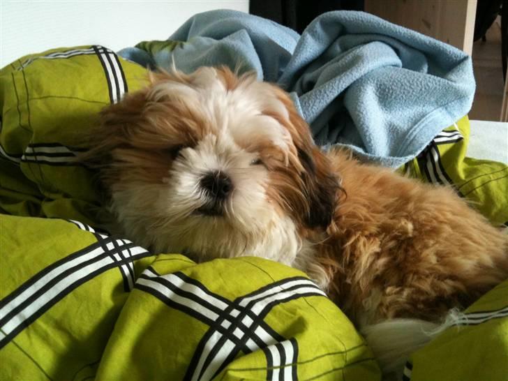 Shih tzu Gizmo billede 2