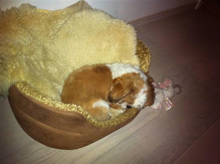 Shih tzu Gizmo billede 3