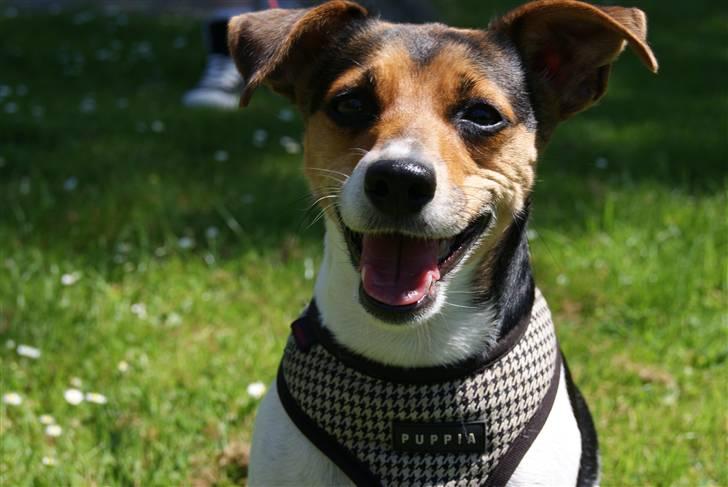 Dansk svensk gaardhund Nugga. billede 3