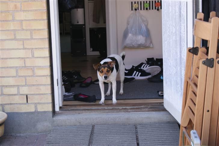 Dansk svensk gaardhund Nugga. billede 4