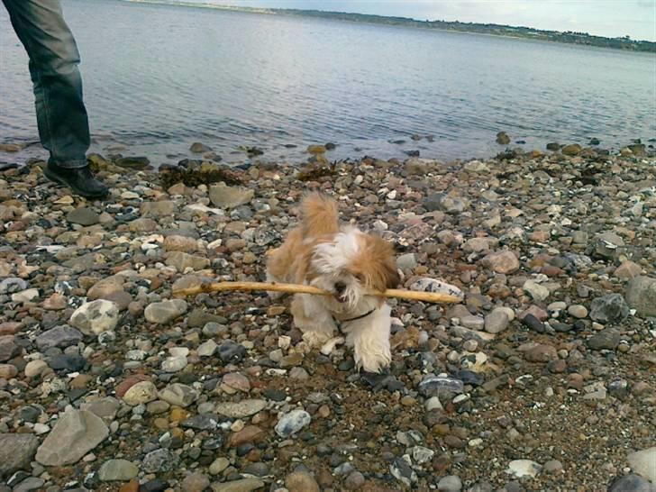 Shih tzu Gizmo billede 4