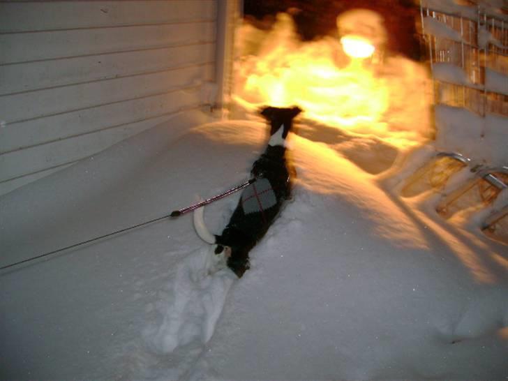 Jack russell terrier Charlie - "FUGL!!" billede 11