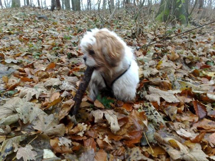 Shih tzu Gizmo billede 5