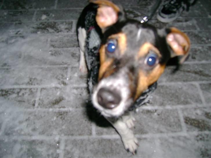 Jack russell terrier Charlie billede 12