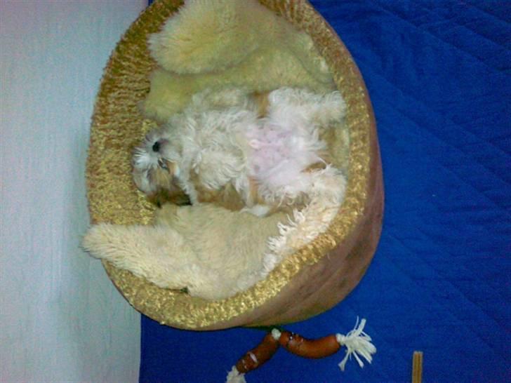 Shih tzu Gizmo billede 6