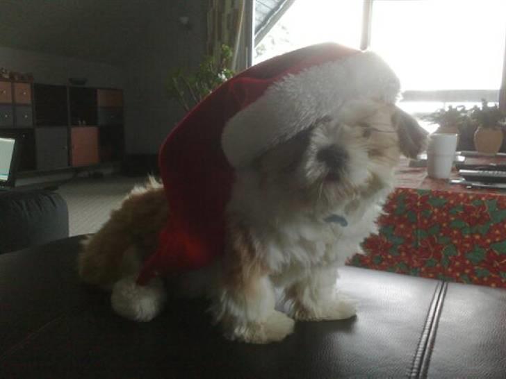 Shih tzu Gizmo billede 7