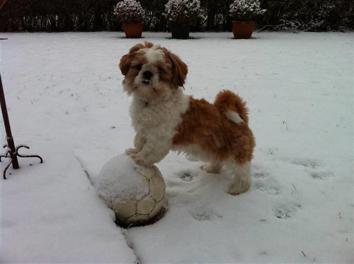 Shih tzu Gizmo billede 8