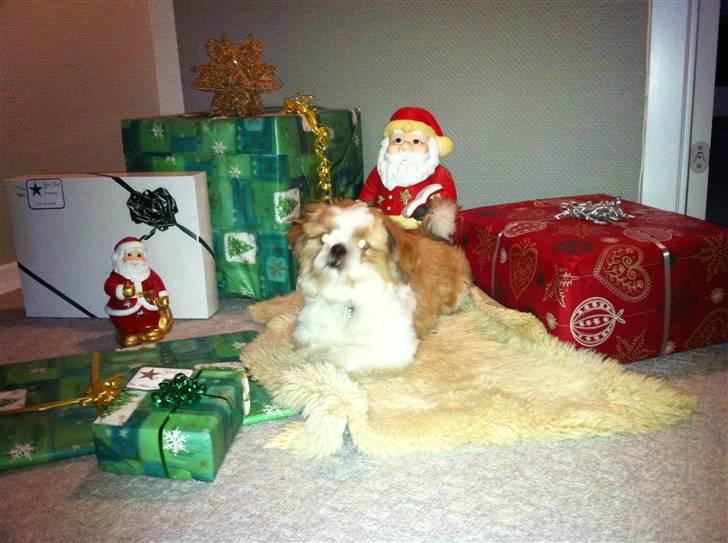 Shih tzu Gizmo billede 9