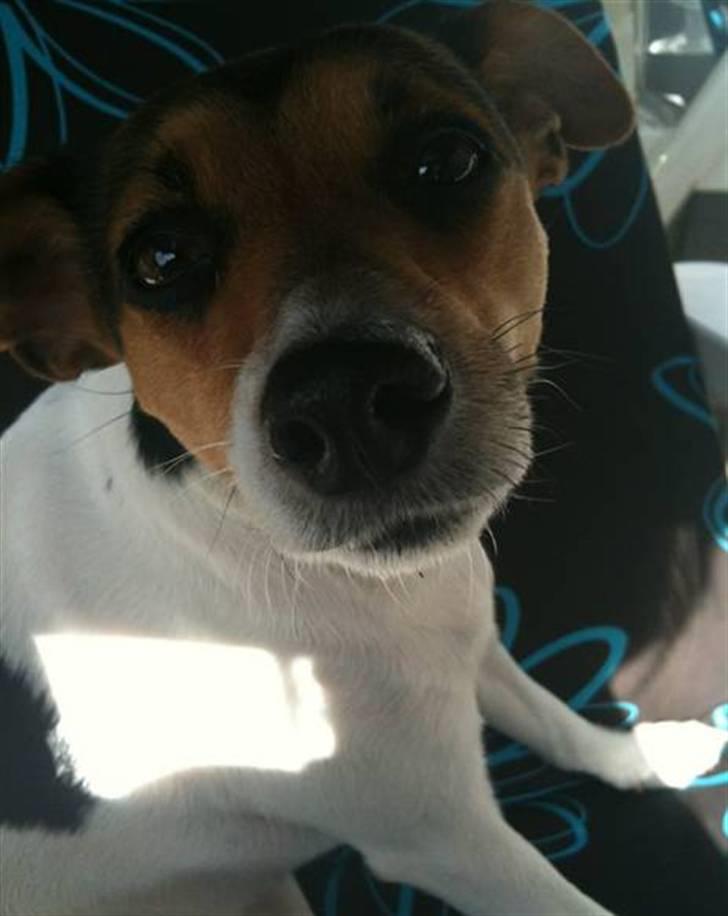 Dansk svensk gaardhund Nugga. billede 5