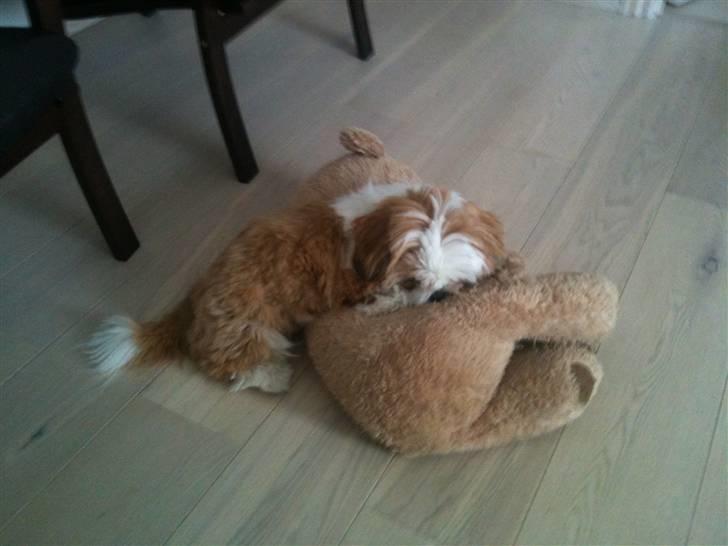 Shih tzu Gizmo billede 10