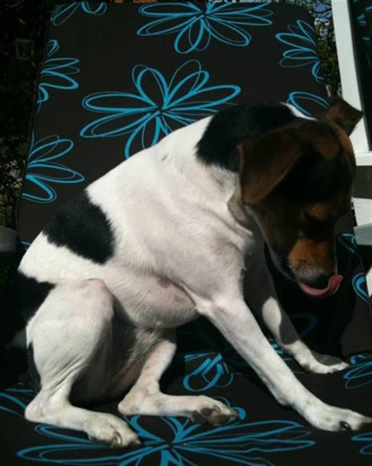 Dansk svensk gaardhund Nugga. billede 6