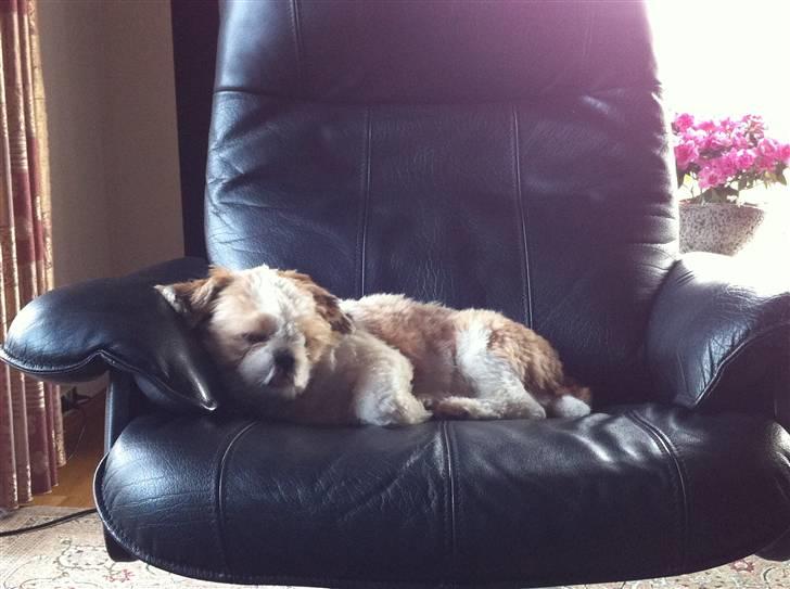 Shih tzu Gizmo billede 11