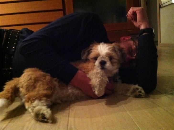 Shih tzu Gizmo billede 12