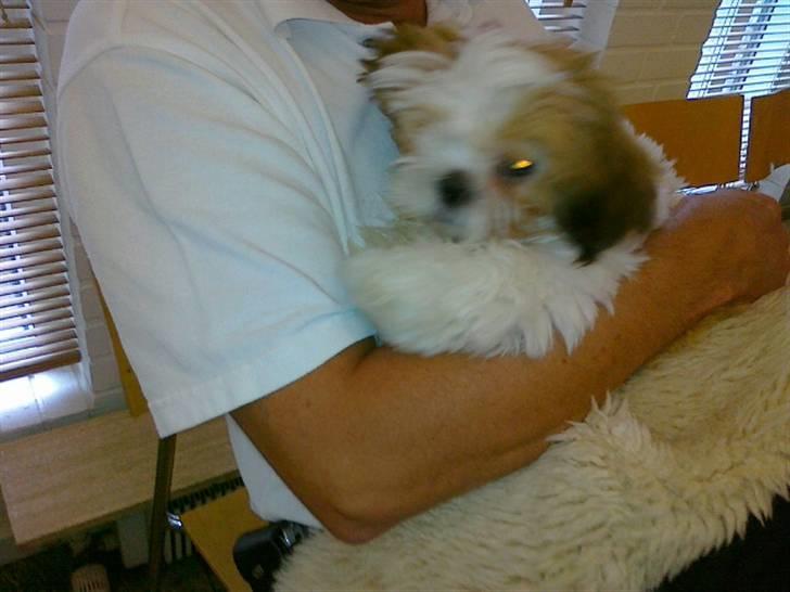 Shih tzu Gizmo billede 13