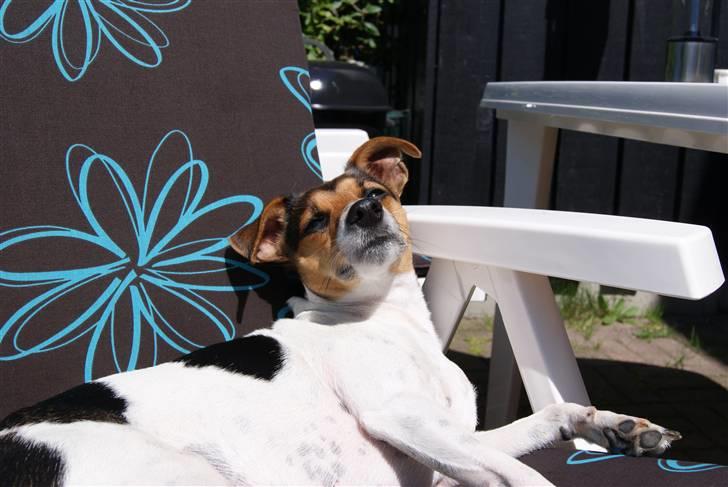 Dansk svensk gaardhund Nugga. billede 7