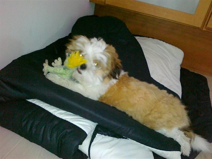 Shih tzu Gizmo billede 14