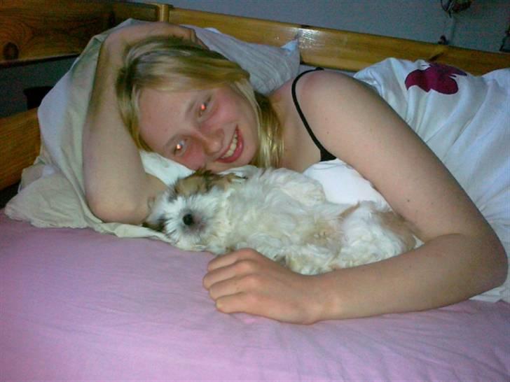 Shih tzu Gizmo billede 15