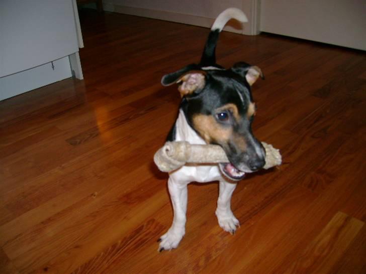 Jack russell terrier Charlie billede 13