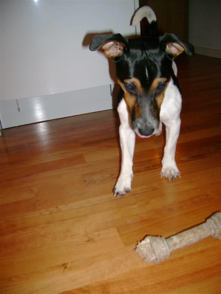 Jack russell terrier Charlie - Flyyyyyyyyv. billede 14