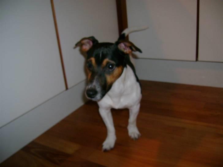 Jack russell terrier Charlie billede 16