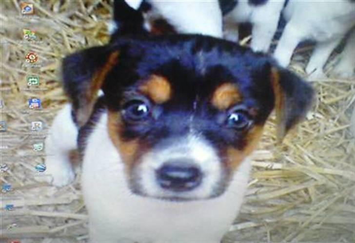 Dansk svensk gaardhund Nugga. billede 8