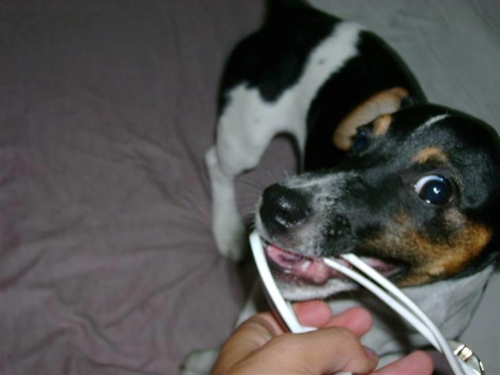 Jack russell terrier Charlie billede 18