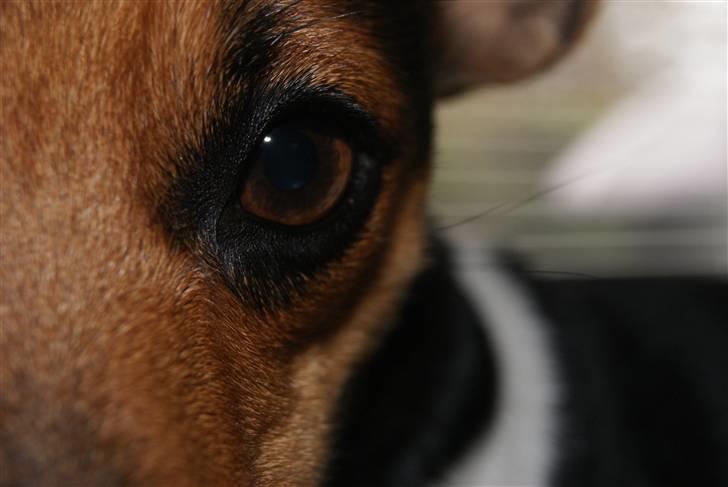 Dansk svensk gaardhund Nugga. billede 9