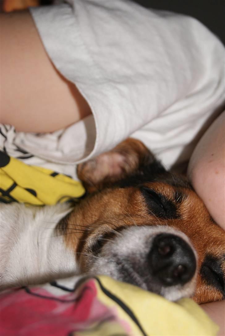 Dansk svensk gaardhund Nugga. billede 10