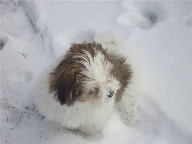 Blanding af racer Boomer - Sne er lidt koldt billede 5